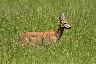 European roe deer,
