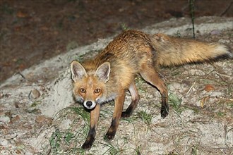 Red fox,