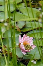 Edible Frog on water lily, North Rhine-Westphalia