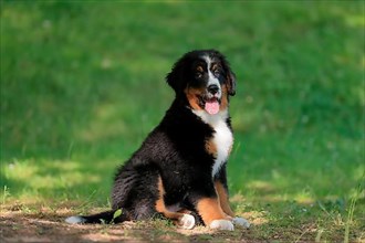 Bernese mountain domestic dog,