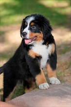 Bernese mountain domestic dog,