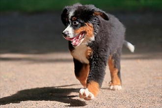 Bernese mountain domestic dog,