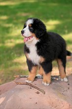 Bernese mountain domestic dog,