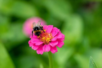 Bumblebee sucking nectar, sitting on a zinnia