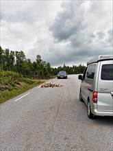 Car brakes, sheep lying on a country road