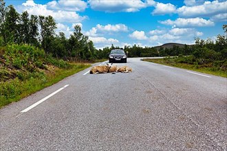 Sheep lying on a country road, danger in traffic