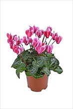 Potted pink 'Cyclamen Persicum' flowers on white background,