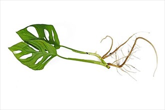 'Monstera Adansonii' houseplant cutting with long bare roots isolated on white background,