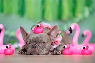 French Bulldog dog with pink rubber toy flamingo on head and tropical flower garland in front of green background,