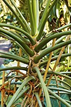 Trunk of exotic 'Thaumatophyllum' plant. Formerly known as 'Philodendron Meconostigma',
