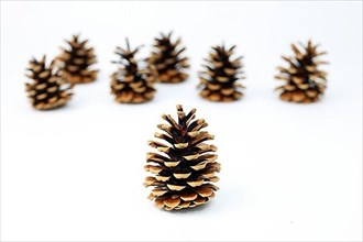 Fir cone or pine cone cropped against a white background with focus gradient,