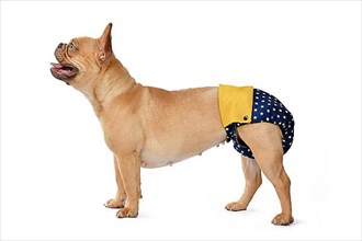 French Bulldog dog wearing fabric period diaper pants for protection on white background,