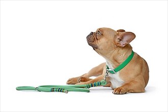 Red fawn French Bulldog dog wearing green collar with rope leash on white background,