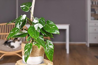 Tropical 'Philodendron White Princess' houseplant with white variegation with spots in basket pot on table,