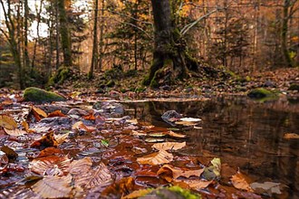 Leaf-covered puddle in the Black Forest, Unterhaugstett