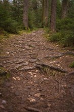 Rooted forest floor in the Black Forest, Unterhaugstett