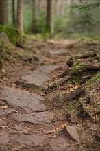 Stones and roots on a path in the Black Forest, Unterhaugstett