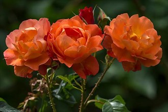 Three salmon-coloured shrub rose,