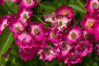 Small-flowered shrub rose,