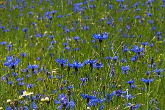 Flowering cornflowers,