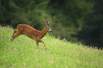European roe deer,