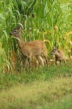 European roe deer,