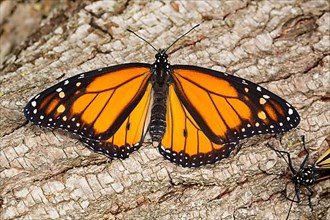 Monarch butterfly male with open wings sitting on tree trunk from behind,