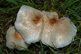 Stinkschirmling fruiting body three white hats with dark brown scales next to each other in grass,