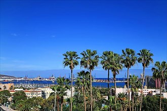 Group of palm trees in Las Palmas de Gran Canaria overlooking the harbour. Las Palmas, Gran Canaria