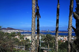 Group of palm trees in Las Palmas de Gran Canaria overlooking the harbour. Las Palmas, Gran Canaria