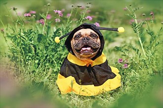 Cute happy French Bulldog dog in poncho bee costume between flowers,