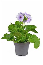 Potted 'Primula Acaulis Sweet Kisses' primrose on white background,