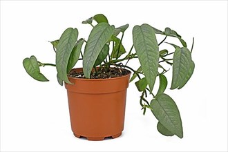 Potted tropical 'Epipremnum Pinnatum Cebu Blue' houseplant with silver-blue leaves on white background,