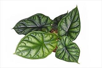 Top view of topical 'Alocasia Baginda Dragon Scale' houseplant in flower pot on white background,