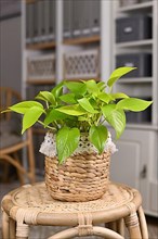 Neon green 'Epipremnum Aureum Lemon Lime' houseplant in basket flower pot on table in living room,