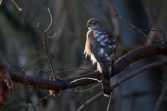 Eurasian sparrowhawk,