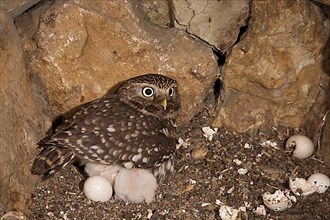 Little Owl,