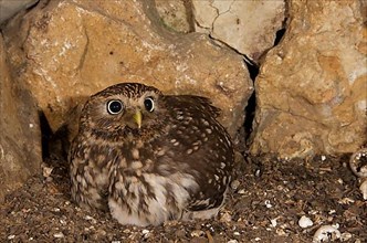 Little Owl,