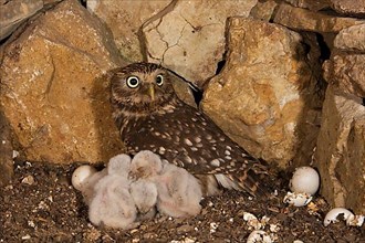 Little Owl,