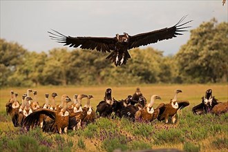 Griffon Vulture,