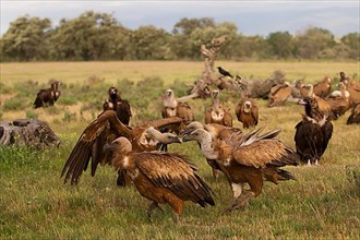 Griffon Vulture,