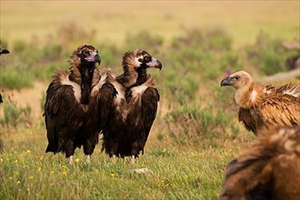 Cinereous vulture,