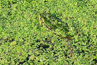 Water frog also green frog,