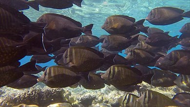 Large school of Surgeonfish slowly swims near coral reef. Brown Surgeonfish,
