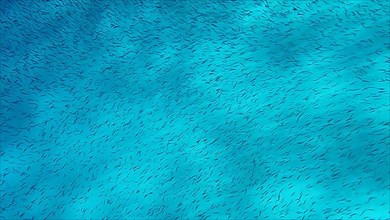 Massive school of small fish swims over sandy bottom background. Shoal of Silver-stripe round herring, slender sprat