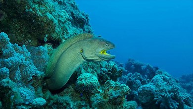Close-up portrait of Moray with open mouth peeks out of its hiding place. Yellow-mouthed Moray Eel,