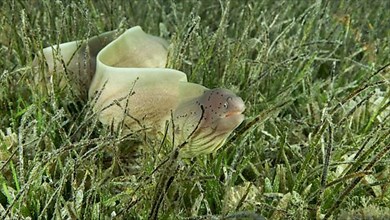 Close-up of Moray lie in green seagrass. Geometric moray,