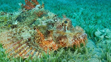 Scorpion fish lie on the reef. Bearded Scorpionfish,