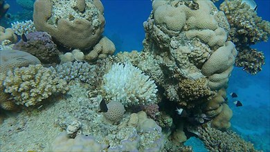 Bleaching and death of corals from excessive seawater heating due to climate change and global warming. Decolored corals in the Red Se, Egypt