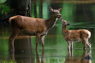 Red deer,